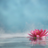 WEEKLY GUIDED MEDITATION with Marion Gilbert